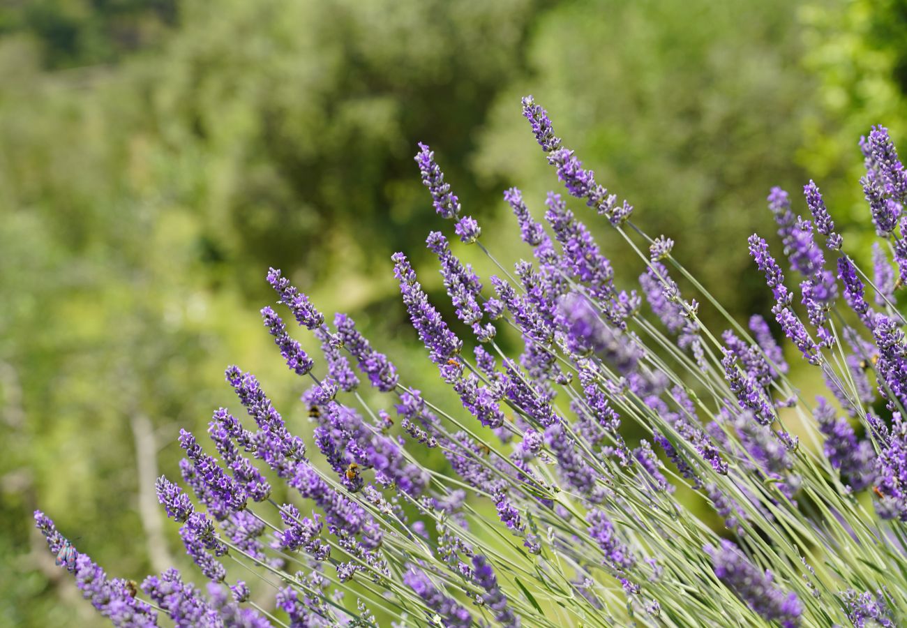 Appartamento a Toscolano-Maderno - Cà Rossa - Orchidea 1 by Garda FeWo